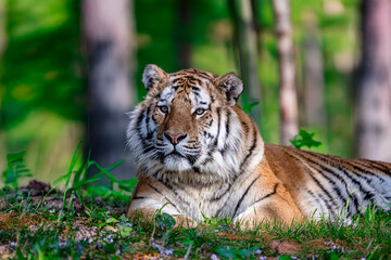 photographs of a tiger in the wild looking distracted and vigilant at the same time