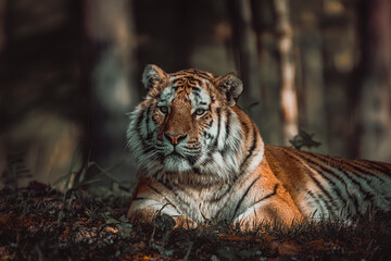 photographs of a tiger in the wild looking distracted and vigilant at the same time