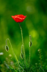 red poppy flower