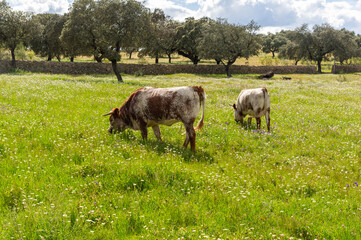Peace at Sunset: Shorthorn Cows in the Golden Meadow.