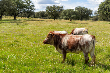 Bovine Majesty: Profile of a Shorthorn Cow in the Meadow.
