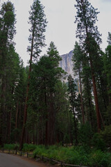 Great vistas of massive granite monoliths El Capitan seen from dense pine tree forest in Yosemite...
