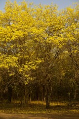 forest with yellow flowering trees and dirt roads