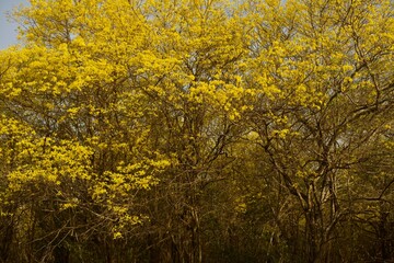 forest with yellow flowering trees and dirt roads