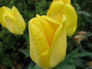 yellow tulip flower