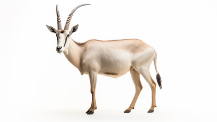 Oryx or gemsbok isolated on white background.

