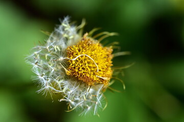 Samen an einer welkenden Gemswurz-Blüte