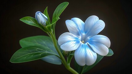 Fototapeta premium A blue flower on a stem with green leaves against a black backdrop