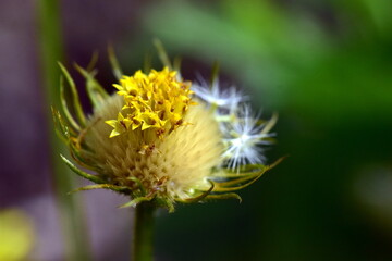 Samen an einer welkenden Gemswurz-Blüte