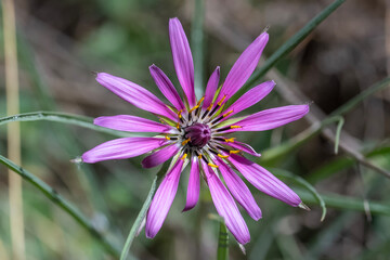 Obraz premium purple flower in the garden