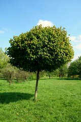 Globe maple (Acer platanoides 'Globosum') is a medium-sized tree growing in the garden at the...