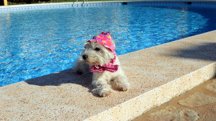 Small white dog, West Highland White Terrier, Westie resting near a pool with clear blue water, she...