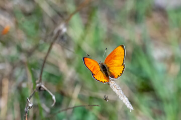 Alev Ateşi » Lycaena kefersteinii » Turkish Fiery Copper