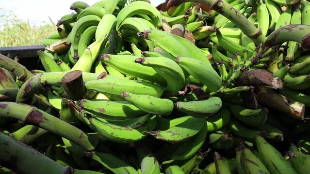 Closeup of big Harvested Bananas pile in the back of a truck on a sunny day in the farm