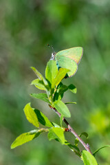 Lycaenidae / Zümrüt / Green Hairstreak / Callophrys rubi