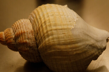 Shell