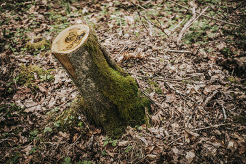 Wooden stump in the forest. Selective focus