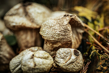 Macro shot of group of puffball mushrooms in the forest.