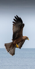Yellow-billed Kite in flight