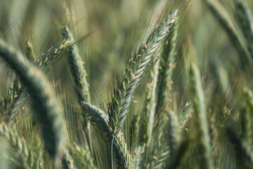 Close up of the flowering rye field
