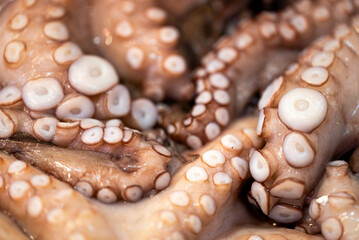 Close up of fresh octopus on the market.