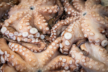 Close up of fresh octopus.