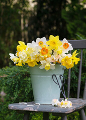 Spring floristic arrangement with fresh colorful and different variety of daffodil flowers in a green enamel bucket on a rustic wooden chair. Garden decoration concept (Narcissus) Copy space. © Oksana Schmidt
