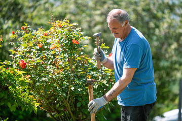 An elderly man is fixing his gardening tool. He is using suitable tools to fix his broken gardening tool. 
He is using his gardening tools for spring work in the orchard and wineyard.