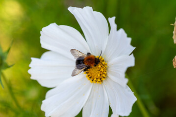 Photographed close-up of bee on white flower.