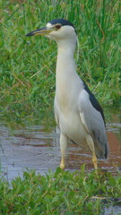 Un bel oiseau blanc dans un étang
