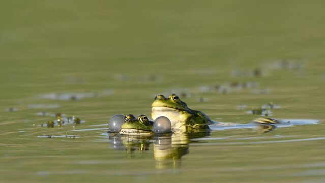 Green Marsh Frog Pelophylax ridibundus croaking on a beautiful light. Close up. The mating season of frogs.