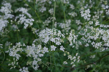 cow parsley in woodland