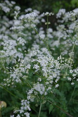 cow parsley in woodland