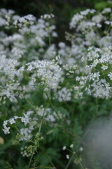 cow parsley in woodland