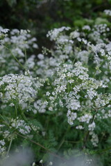 cow parsley in woodland
