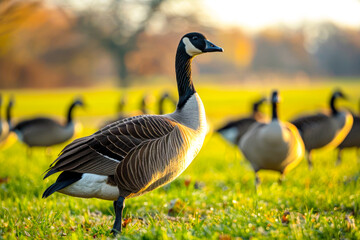 Fototapeta premium A delightful sight of geese enjoying a meal on a picturesque flower meadow, adding charm and serenity to the natural landscape.