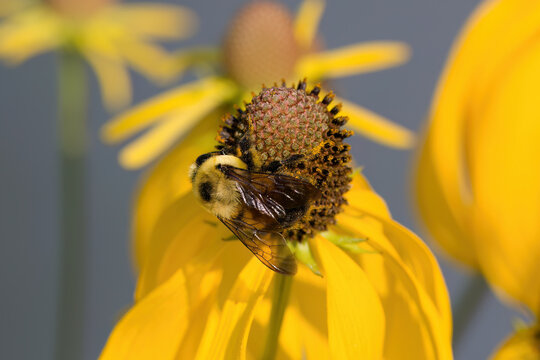 The  bumblebee (Bombus) on a flower