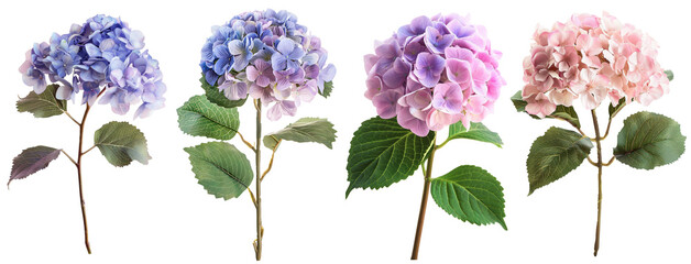 Real Hydrangea Blooms in Blue and Pink, Transparent Background
