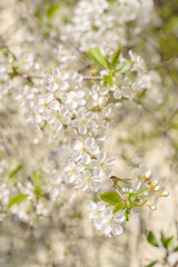 Cherry blossoms in spring. Natural floral background.