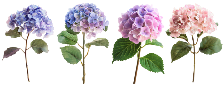 Real Hydrangea Blooms in Blue and Pink, Transparent Background