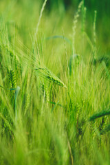 green ears of barley in a field