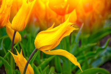 Yellow tulips with water droplets in Sunset. Close up shot of yellow tulip in Emirgan Park. Yellow...