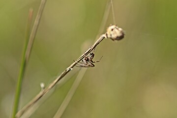 M&auml;nnliche K&ouml;rbchenspinne (Agalenatea redii).