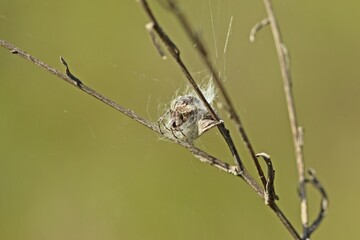 Weibliche Körbchenspinne (Agalenatea redii).