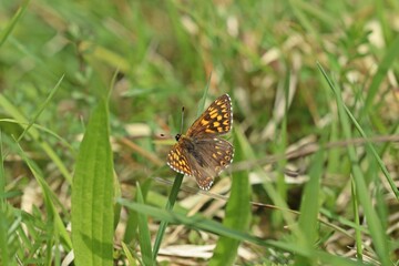 Schlüsselblumen-Würfelfalter (Hamearis lucina)