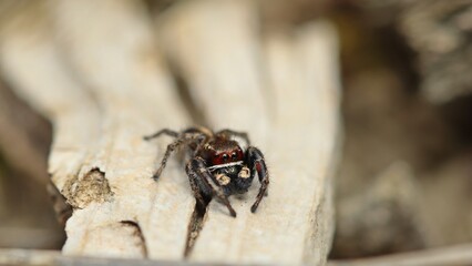 Männliche Kreuzspringspinne (Pellenes tripunctatus)