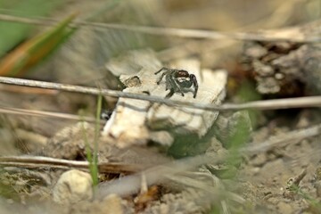 Männliche Kreuzspringspinne (Pellenes tripunctatus)