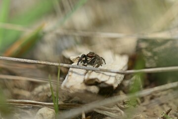 Männliche Kreuzspringspinne (Pellenes tripunctatus)