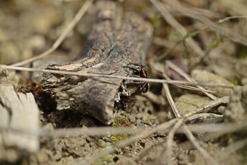 Männliche Kreuzspringspinne (Pellenes tripunctatus)