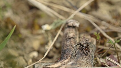 Männliche Kreuzspringspinne (Pellenes tripunctatus)